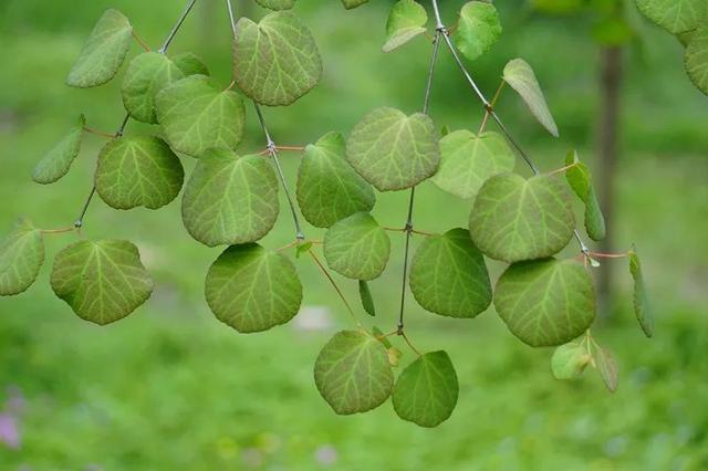 天目地黄怎么养,天目地黄的叶子可以吃吗(杭州植物园20190413)