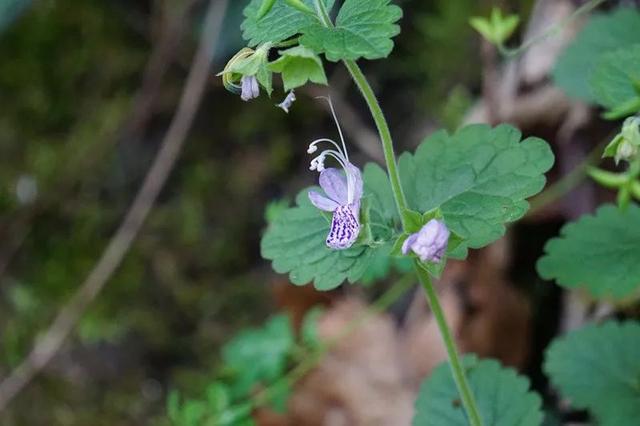 蔷薇科蛇莓蔷薇科黄木香花蔷薇科蓬蘽蔷薇科石楠蔷薇科掌叶覆盆子