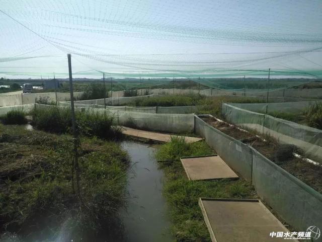 青蛙吃什么食物，提高青蛙养殖存活率你需要做到以下几点