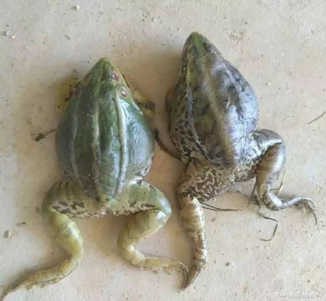青蛙吃什么食物，提高青蛙养殖存活率你需要做到以下几点