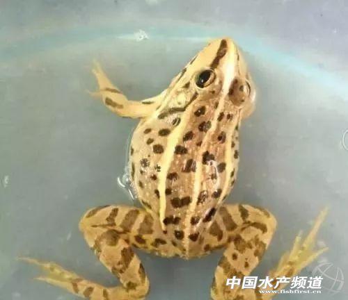 青蛙吃什么食物，提高青蛙养殖存活率你需要做到以下几点