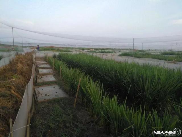 青蛙吃什么食物，提高青蛙养殖存活率你需要做到以下几点