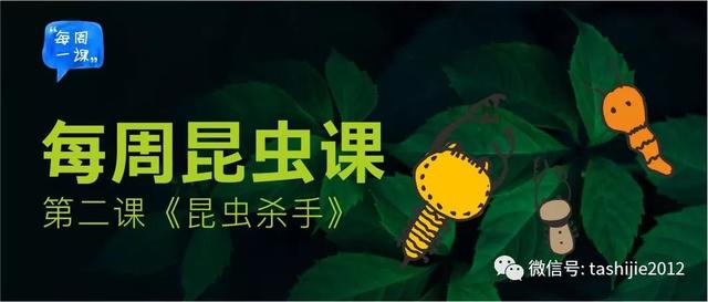 独角仙幼虫怎么养，独角仙幼虫怎么养新手（成长记-独角仙饲养知识）