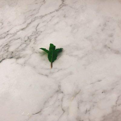 4款柠檬瘦身饮品，4款柠檬瘦身饮品怎么样（边吃边瘦#薄荷柠檬茶）