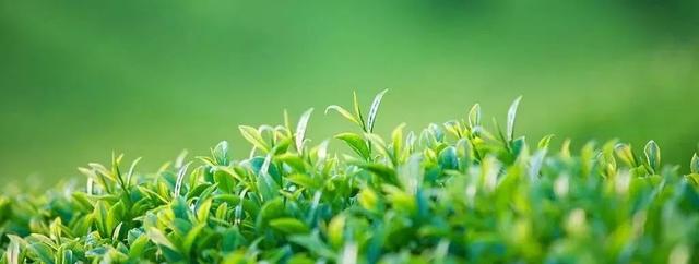 白云朵朵鸟飞来，十二生肖图片（“小书虫”俱乐部佳作专栏第一期——《春芽》）