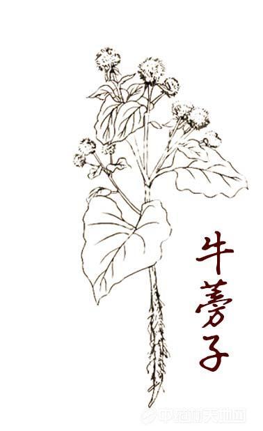 牛蒡是什么，牛蒡根是什么植物（平稳运行的牛蒡子，后市会怎样）
