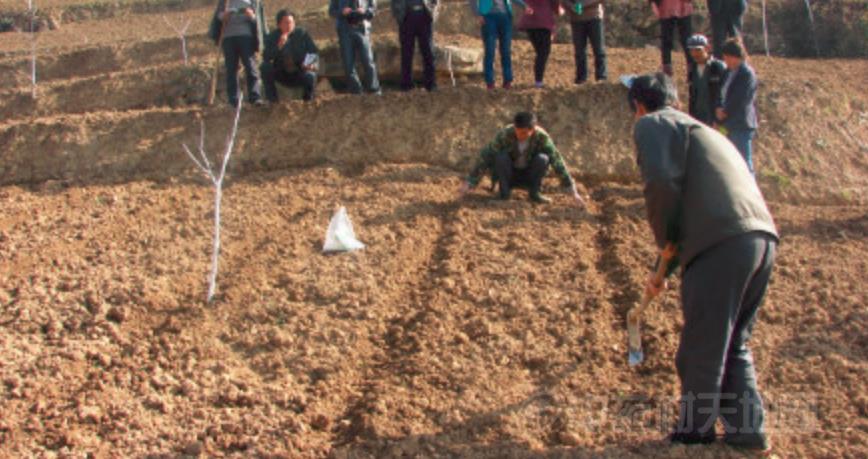 牛蒡是什么，牛蒡根是什么植物（平稳运行的牛蒡子，后市会怎样）