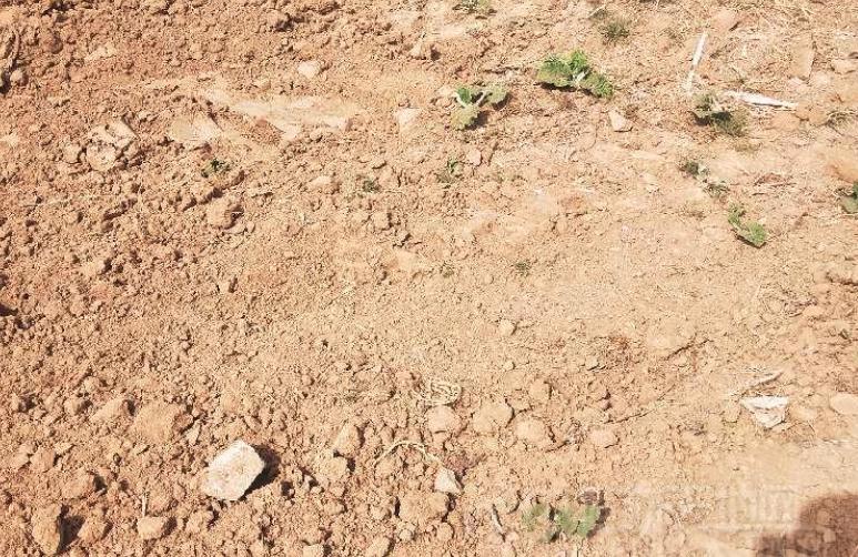 牛蒡是什么，牛蒡根是什么植物（平稳运行的牛蒡子，后市会怎样）