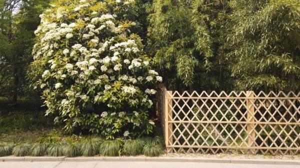 石楠花，上海公园里的石楠花又开了（石楠花茶是什么茶）