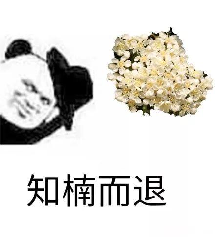 石楠花，上海公园里的石楠花又开了（石楠花茶是什么茶）