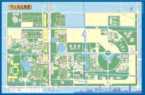 石楠花，上海公园里的石楠花又开了（石楠花茶是什么茶）