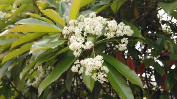 石楠花，上海公园里的石楠花又开了（石楠花茶是什么茶）