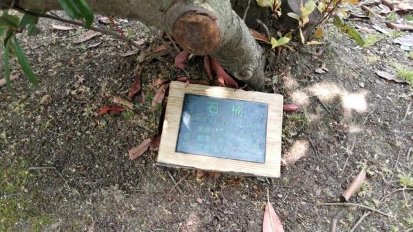 石楠花，上海公园里的石楠花又开了（石楠花茶是什么茶）