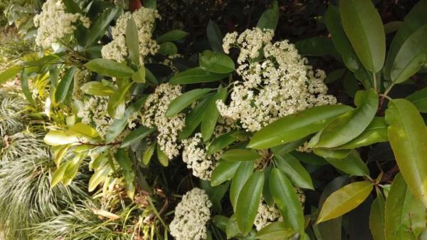 石楠花，上海公园里的石楠花又开了（石楠花茶是什么茶）