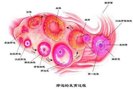 女性怎么算排卵期(怎么算排卵期最准确图)