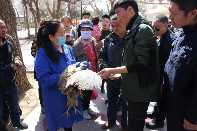 东北常见的尖嘴鸟，通辽这个地方发现了一只尖嘴大鸟