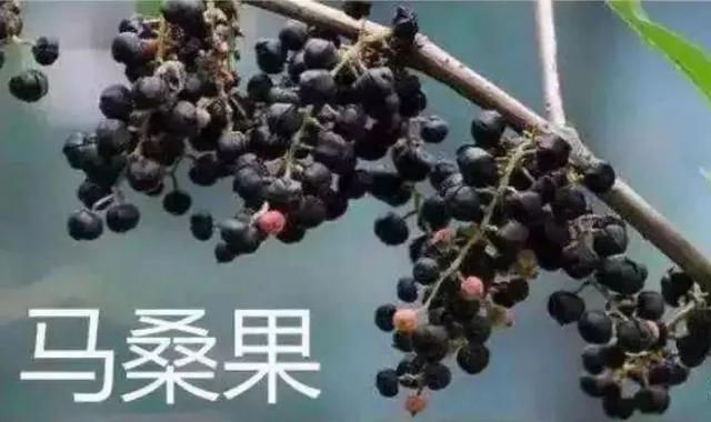 马桑泡酒的功效与作用，马桑酒的功效与作用（这种果子有剧毒千万吃不得）