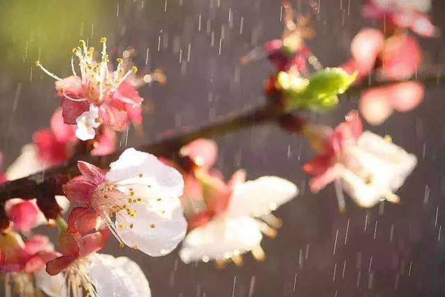 谷雨的诗句古诗，谷雨诗句古诗（谷雨·春的最后一个节气）