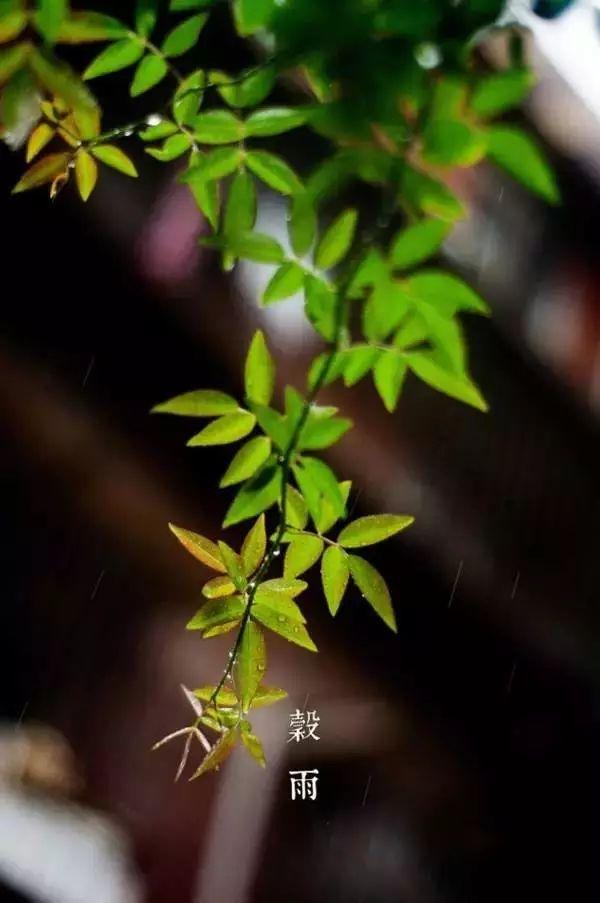 谷雨的诗句古诗，谷雨诗句古诗（谷雨·春的最后一个节气）