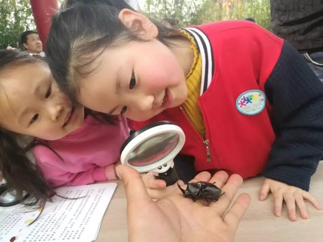 独角仙幼虫怎么养，独角仙幼虫怎么养新手（成长记-独角仙饲养知识）