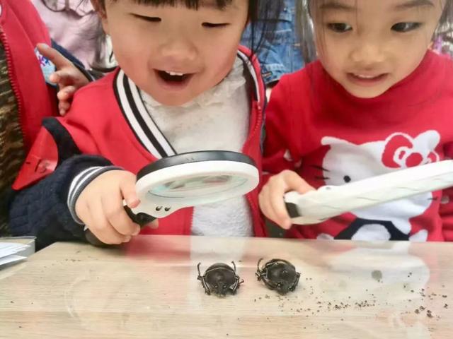 独角仙幼虫怎么养，独角仙幼虫怎么养新手（成长记-独角仙饲养知识）