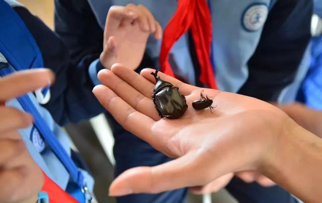 独角仙幼虫怎么养，独角仙幼虫怎么养新手（成长记-独角仙饲养知识）