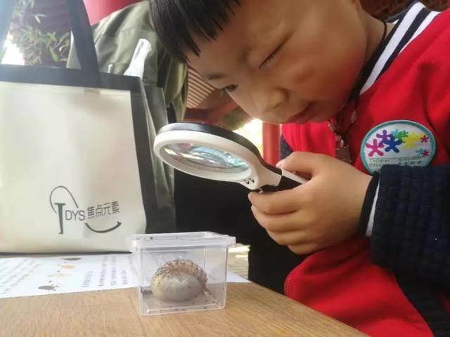 独角仙幼虫怎么养，独角仙幼虫怎么养新手（成长记-独角仙饲养知识）