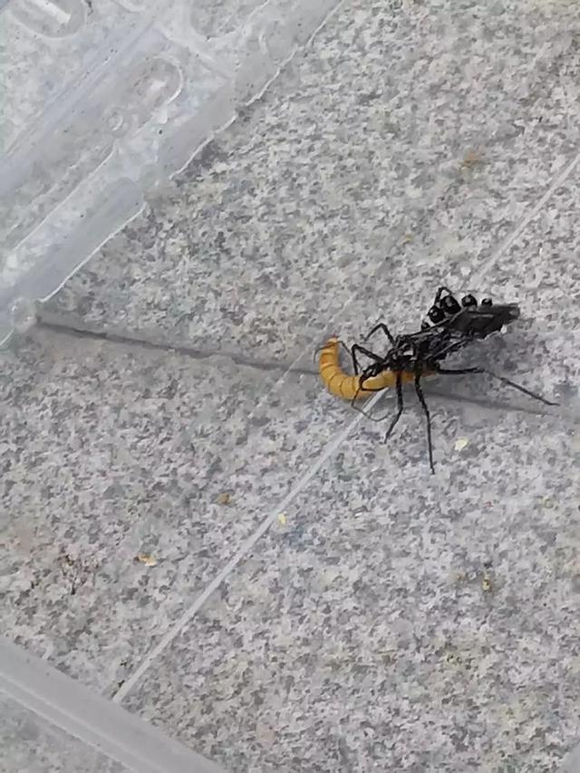 独角仙幼虫怎么养，独角仙幼虫怎么养新手（成长记-独角仙饲养知识）