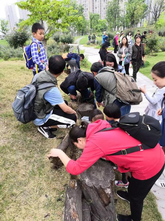 独角仙幼虫怎么养，独角仙幼虫怎么养新手（成长记-独角仙饲养知识）
