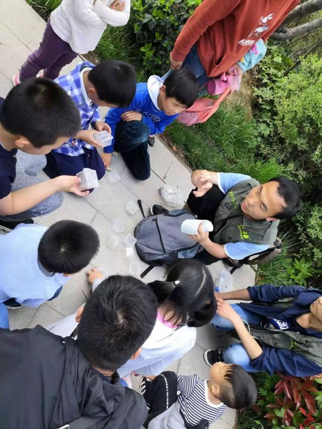 独角仙幼虫怎么养，独角仙幼虫怎么养新手（成长记-独角仙饲养知识）