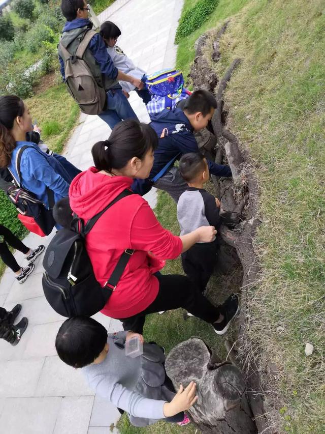 独角仙幼虫怎么养，独角仙幼虫怎么养新手（成长记-独角仙饲养知识）