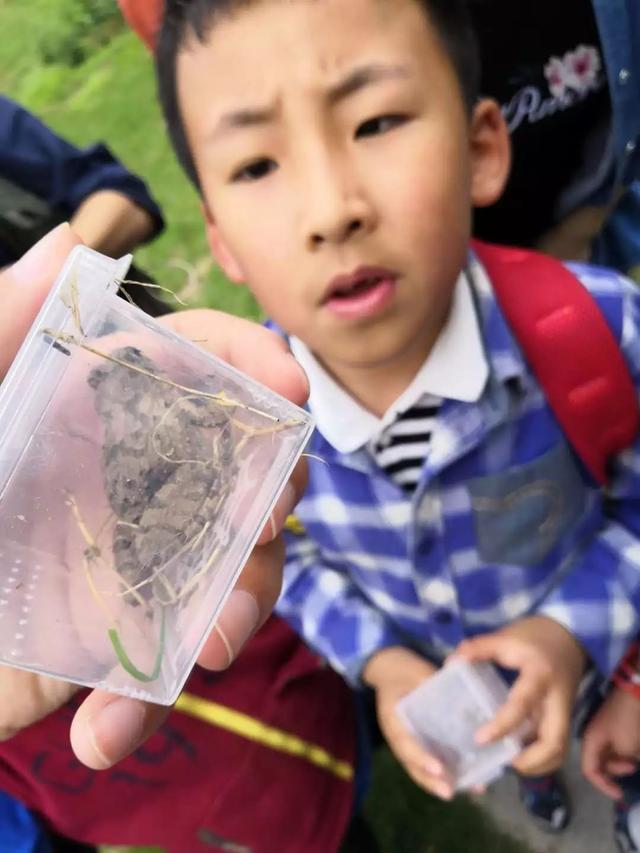 独角仙幼虫怎么养，独角仙幼虫怎么养新手（成长记-独角仙饲养知识）