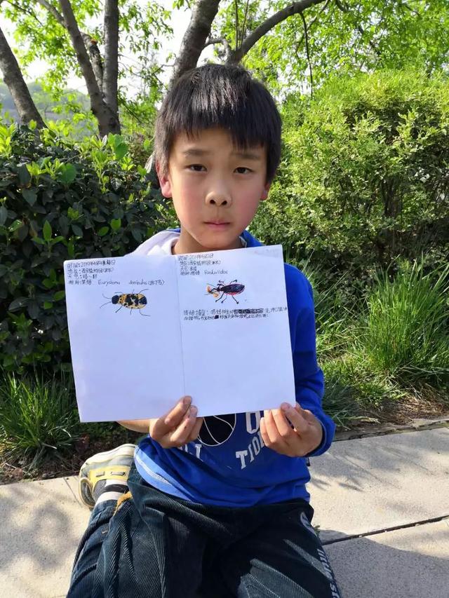 独角仙幼虫怎么养，独角仙幼虫怎么养新手（成长记-独角仙饲养知识）