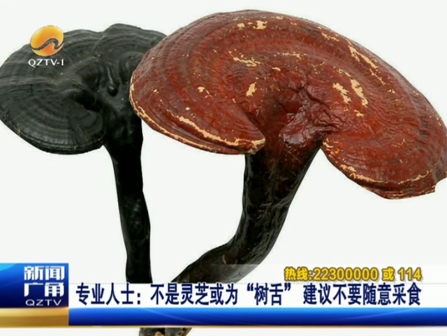 树舌一般价格多少,树舌灵芝多少钱一斤(民房后方发现野生"白灵芝")
