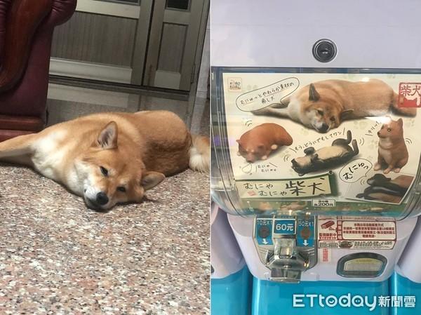 网络麻豆穿着新衣赚外快，网络麻豆穿着新衣赚外快是真的吗（柴柴兼职当麻豆被抓包　扭蛋机上惊见它）