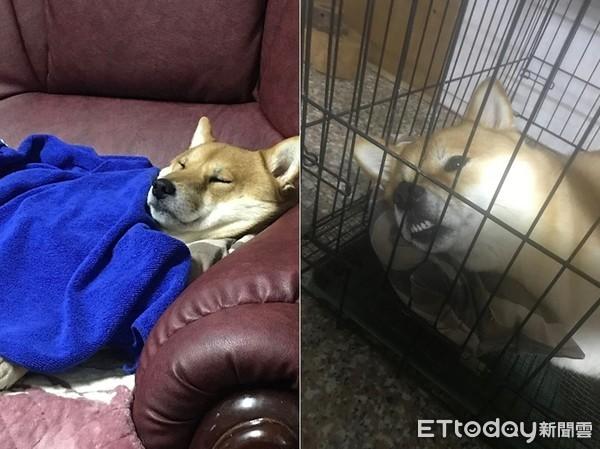 网络麻豆穿着新衣赚外快，网络麻豆穿着新衣赚外快是真的吗（柴柴兼职当麻豆被抓包　扭蛋机上惊见它）