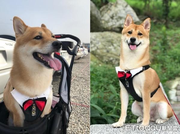 网络麻豆穿着新衣赚外快，网络麻豆穿着新衣赚外快是真的吗（柴柴兼职当麻豆被抓包　扭蛋机上惊见它）