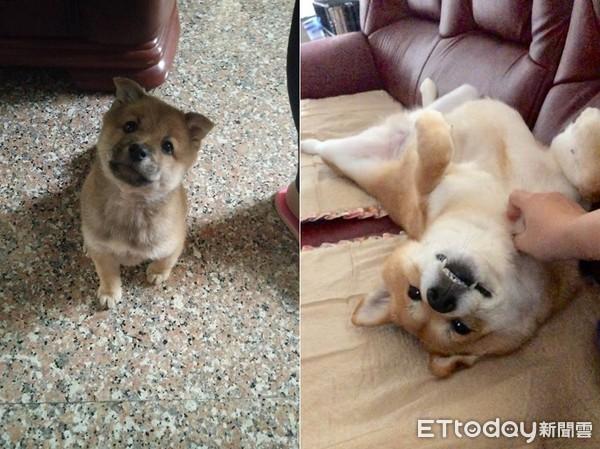 网络麻豆穿着新衣赚外快，网络麻豆穿着新衣赚外快是真的吗（柴柴兼职当麻豆被抓包　扭蛋机上惊见它）