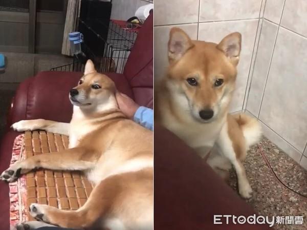 网络麻豆穿着新衣赚外快，网络麻豆穿着新衣赚外快是真的吗（柴柴兼职当麻豆被抓包　扭蛋机上惊见它）