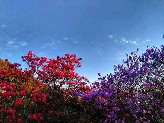 成语什么遮什么罩，遮什么蔽什么成语大全（十大理由让你“五一”假期必来打卡）