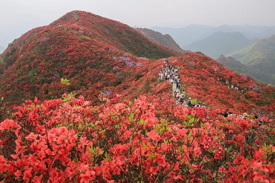 成语什么遮什么罩，遮什么蔽什么成语大全（十大理由让你“五一”假期必来打卡）