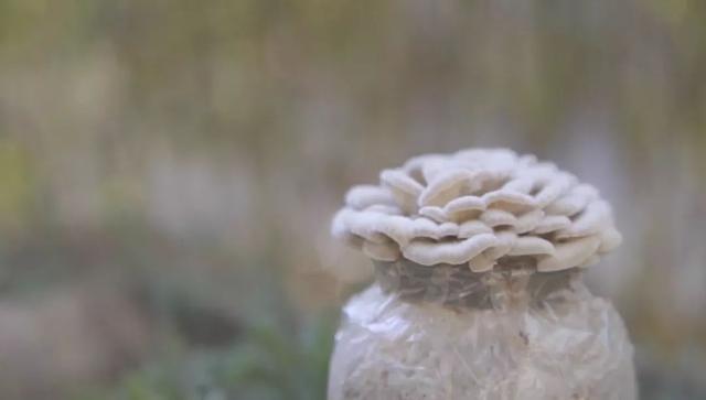 白参菌的功效与作用，白参的功效与作用（生在海拔1000米的珍稀菌菇）