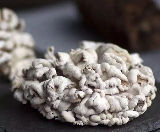 白参菌的功效与作用，白参的功效与作用（生在海拔1000米的珍稀菌菇）