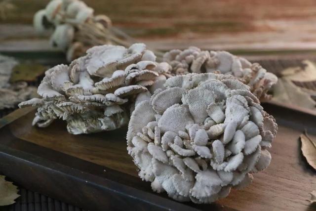 白参菌的功效与作用，白参的功效与作用（生在海拔1000米的珍稀菌菇）