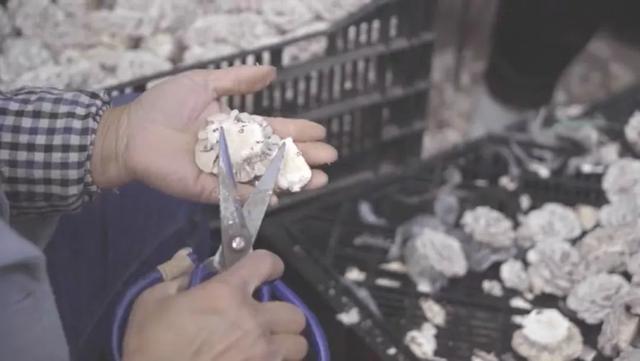 白参菌的功效与作用，白参的功效与作用（生在海拔1000米的珍稀菌菇）