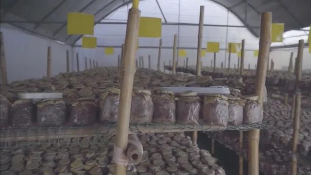 白参菌的功效与作用，白参的功效与作用（生在海拔1000米的珍稀菌菇）