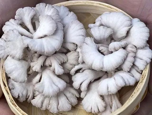 白参菌的功效与作用，白参的功效与作用（生在海拔1000米的珍稀菌菇）