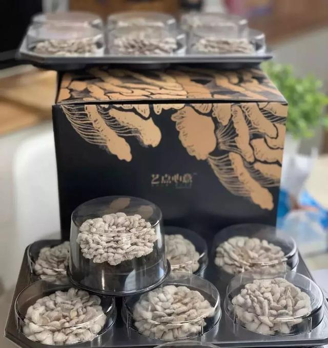 白参菌的功效与作用，白参的功效与作用（生在海拔1000米的珍稀菌菇）