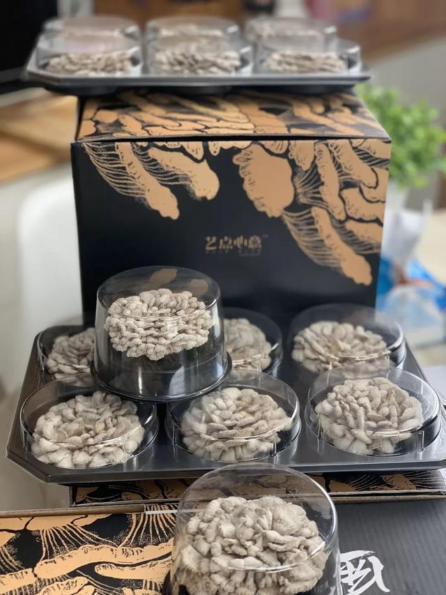 白参菌的功效与作用，白参的功效与作用（生在海拔1000米的珍稀菌菇）