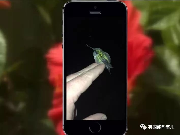 蜂鸟多少钱一只(中国确实有蜂鸟)